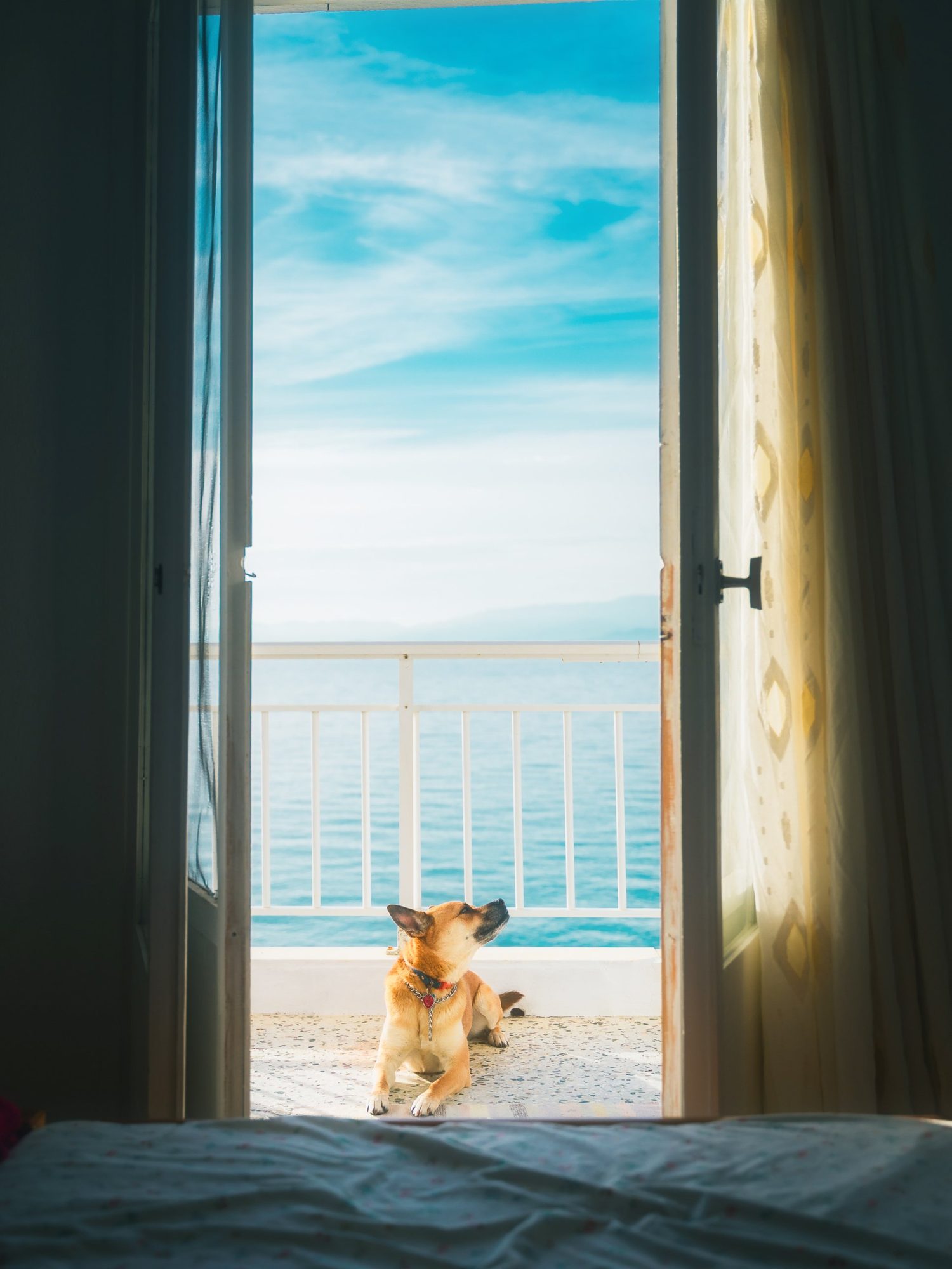 Dog on a balcony above the sea