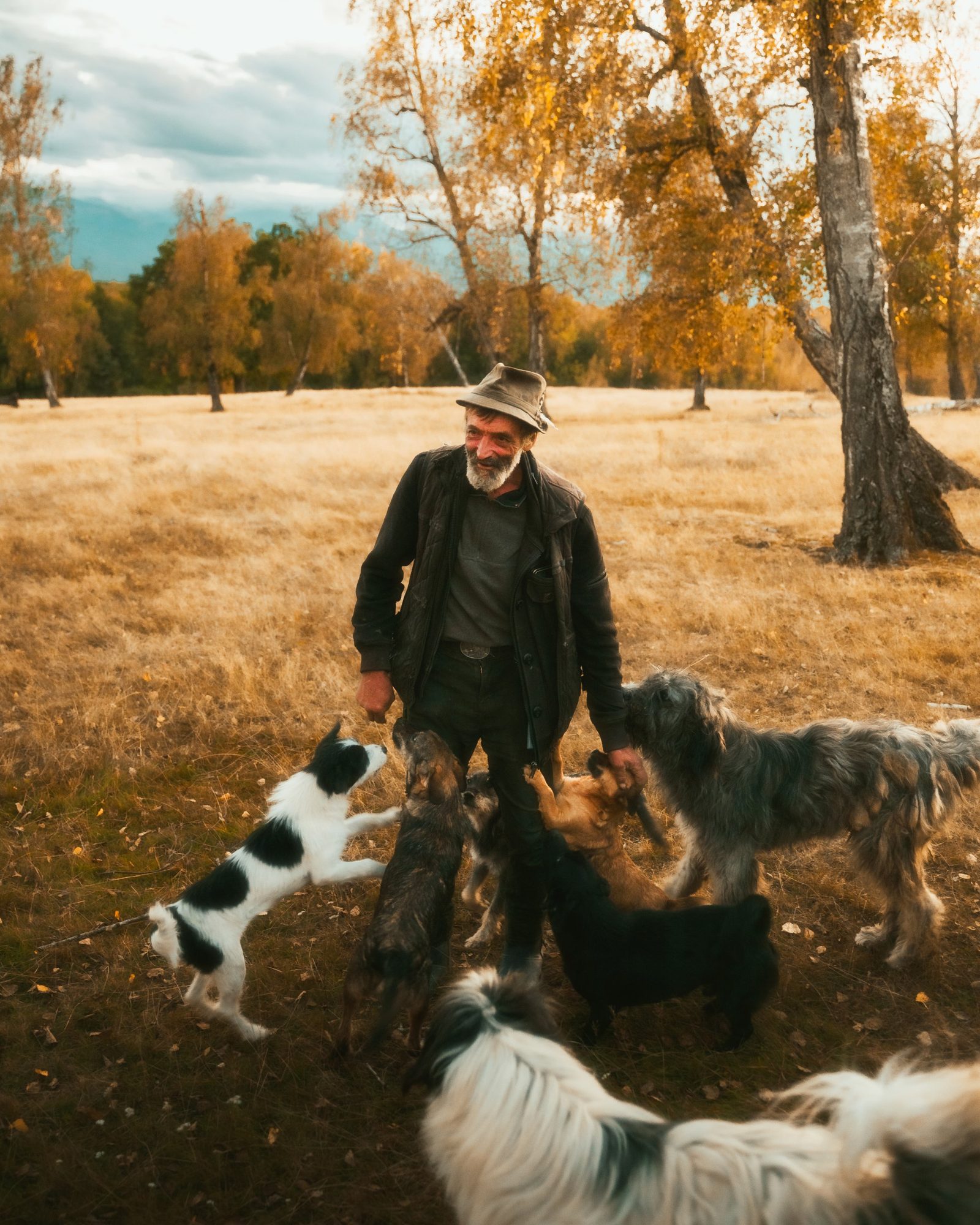 Shepherd with his dogs